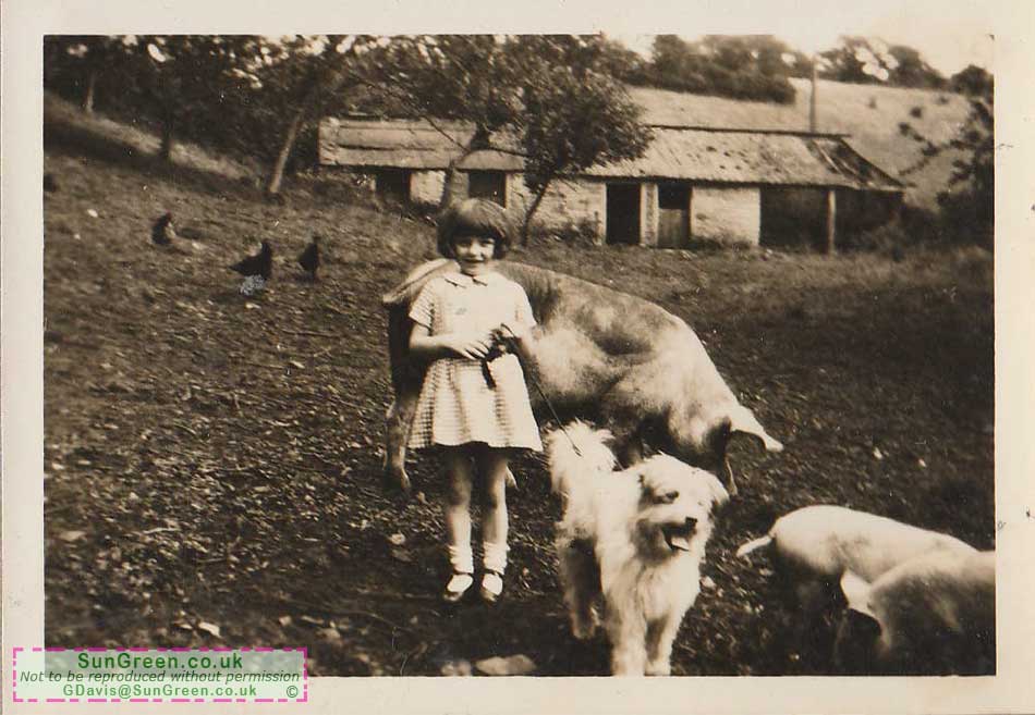 An old photo of a girl with a pig in Clearwell, Gloucestershire
