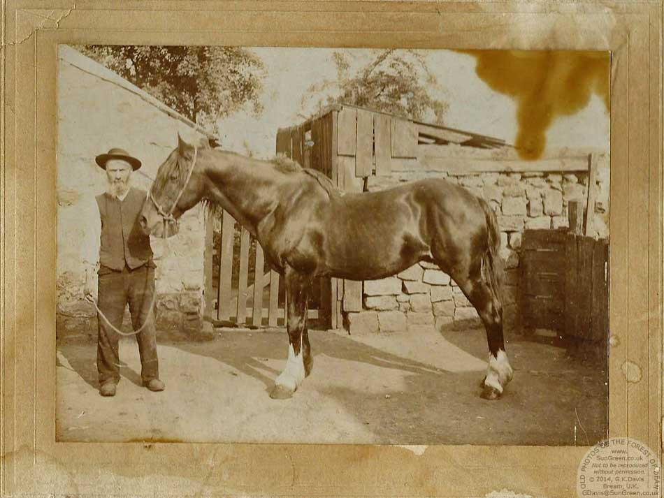 A man holding a pony in Cinderford