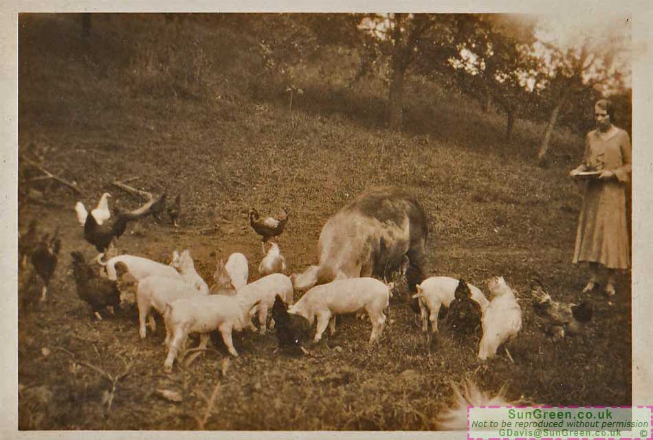 A woman feeding chickens and pigs