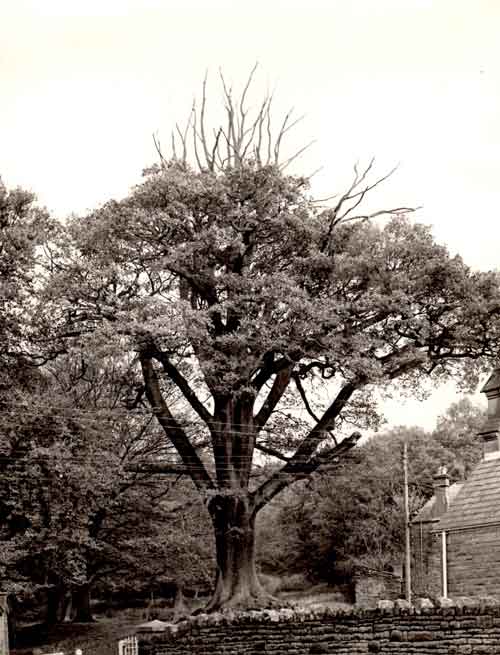The Parkend School Oak.