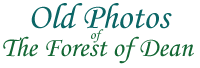 SunGreen logo