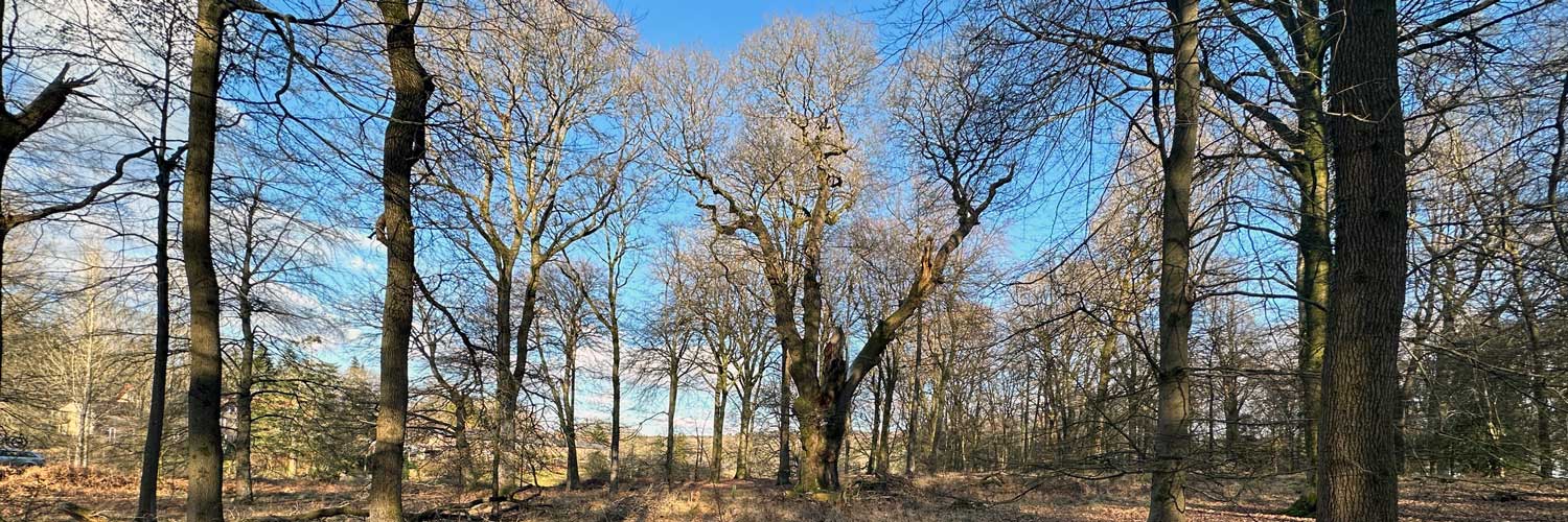 A photo of Shaden Tuft Oak at The Barracks, Parkend, Gloucestershire