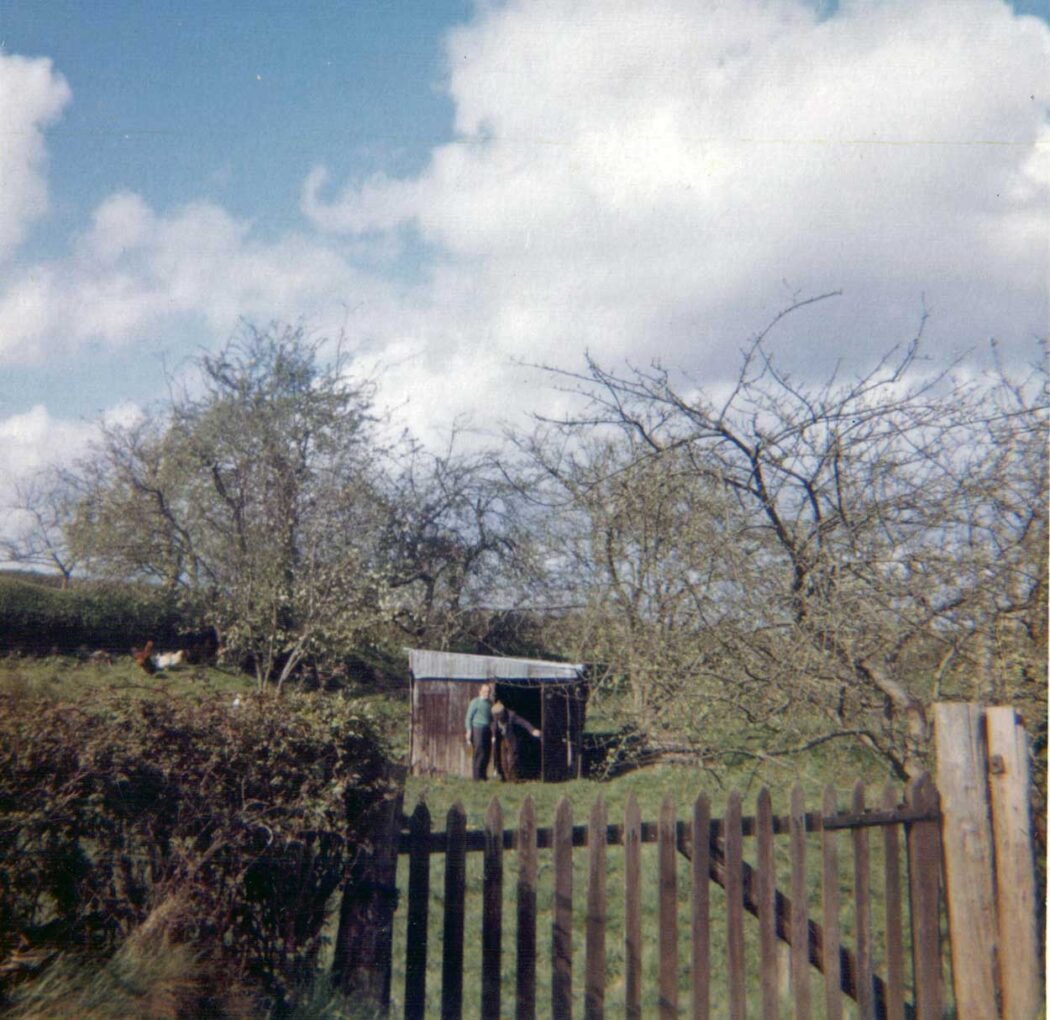 A photo taken in the orchard of Bannock Tree Cottage showing the tin shed.