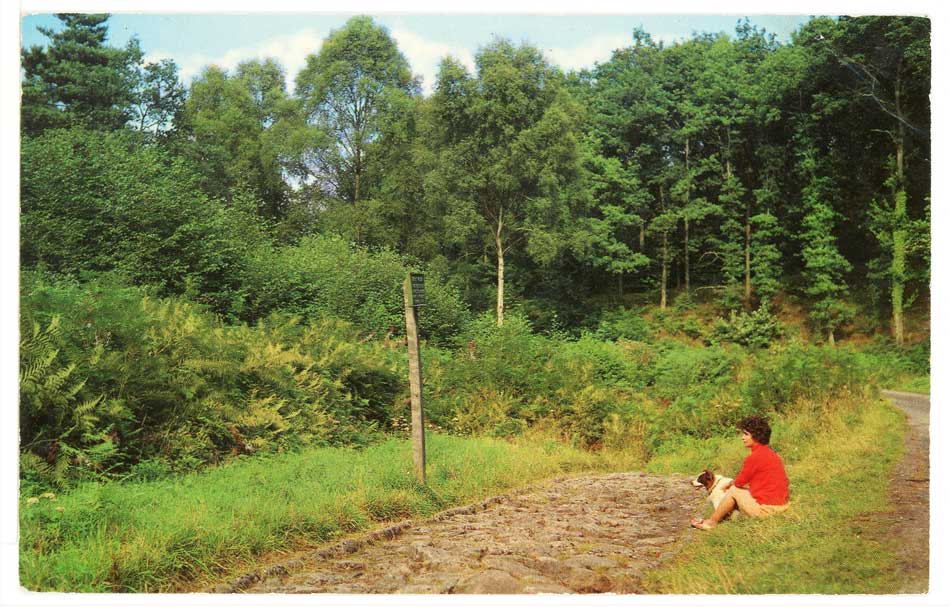 The “Roman Road” near Wenchford, Blakeney, Glos.